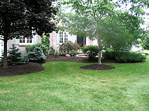 Lawn with edged gardens