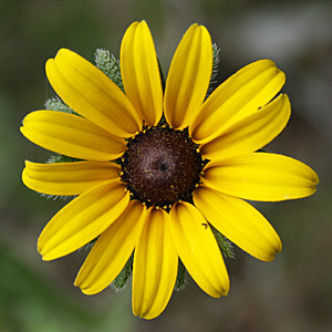 Rudbeckia flower